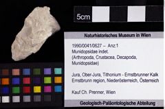 Foto (Objket + Etiketten) von Munidopsidae indet. 